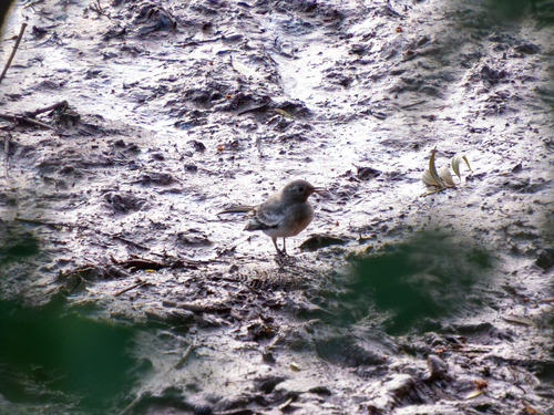 White Wagtail
