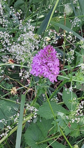 pyramidal orchid