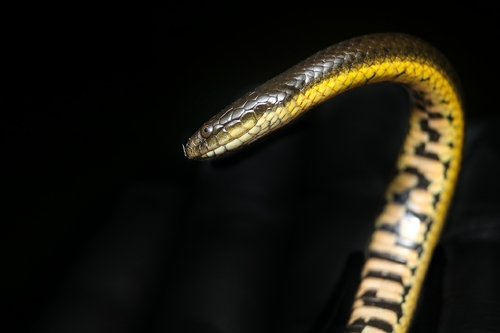 Brazilian Keelback