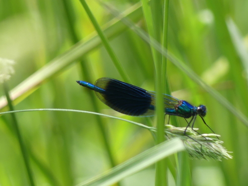 Banded Demoiselle