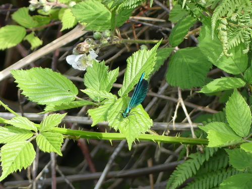 Beautiful Demoiselle