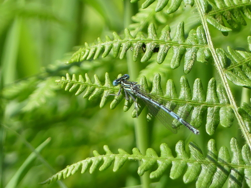 Blue Featherleg