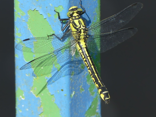 Common Clubtail