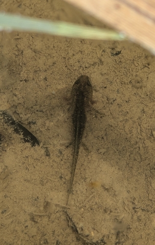 Alpine Newt