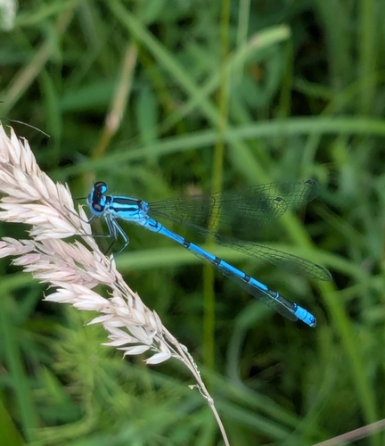 Azure Damselfly