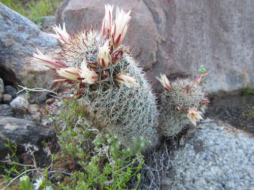 Fishhook cactus, Description & Examples