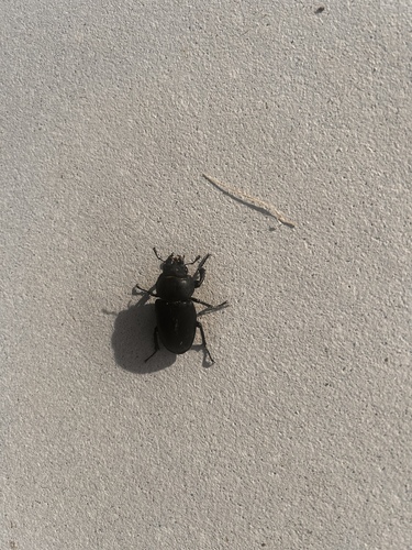 European Stag Beetle