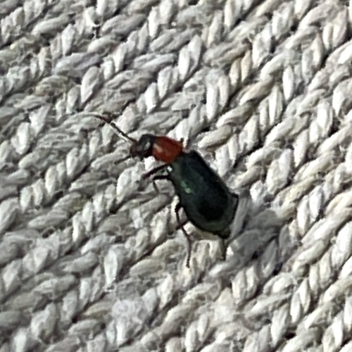 Attalus cyaneus