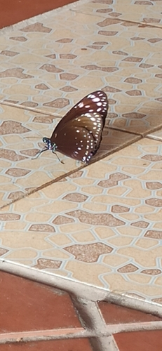 Large Crow Butterfly