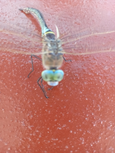Lesser Emperor