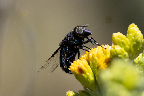 Mexican Cactus Fly