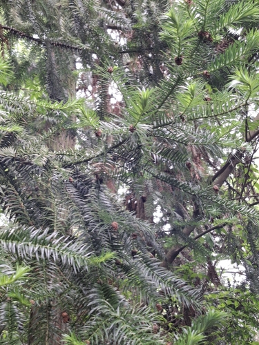 China-fir