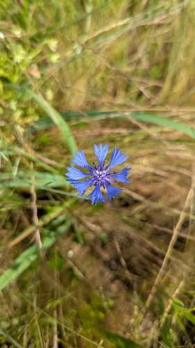 Cornflower