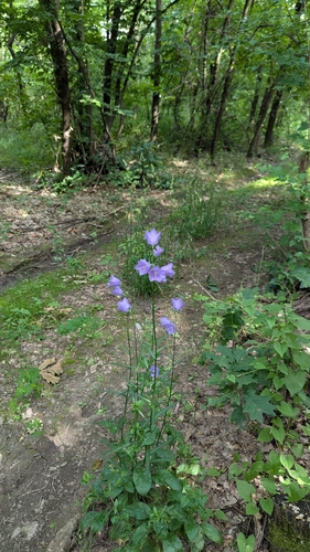Peach-leaved Bellflower