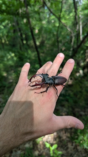 European Stag Beetle