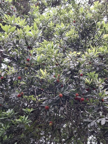 Chinese Bayberry