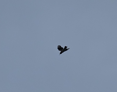 Common Hoopoe