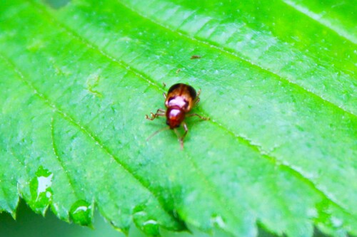 Tobacco Flea Beetle