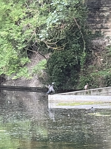 Great Cormorant