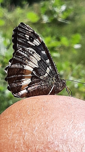 Great Banded Grayling