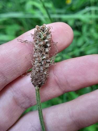 ribwort plantain