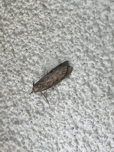 Bee Moth