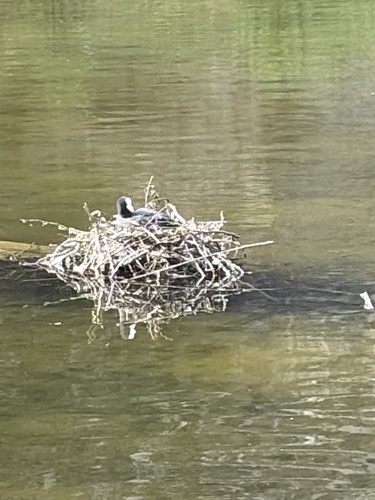 Eurasian Coot