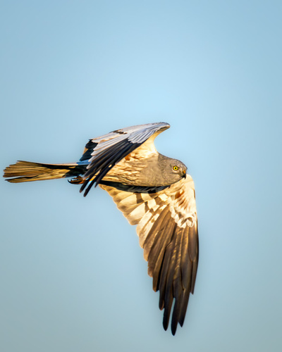 Montagu's Harrier