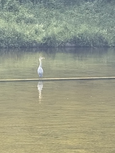 Grey Heron