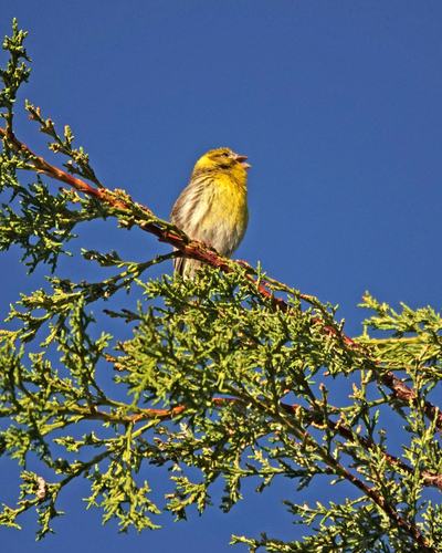 European Serin