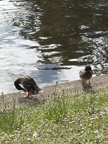 Mallard