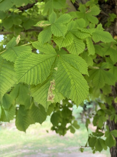 Horse-chestnut Leafminer