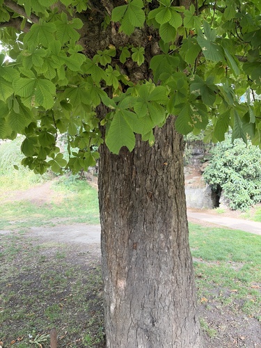 horse-chestnut