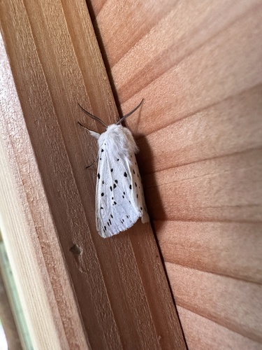 White Ermine