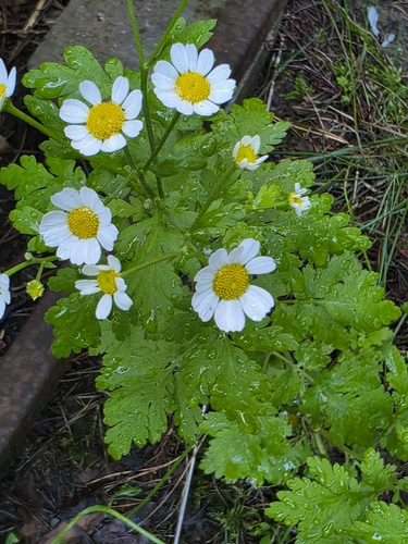 feverfew