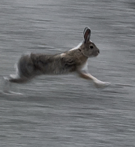Alaskan Hare observed by zbwildlife