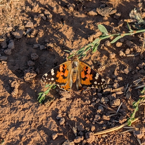 Painted Lady