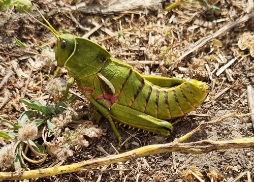 Pamphagus tunetanus