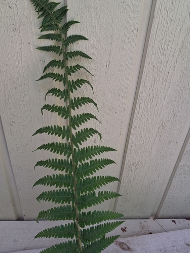 male fern