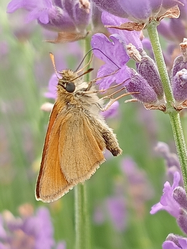 Essex Skipper