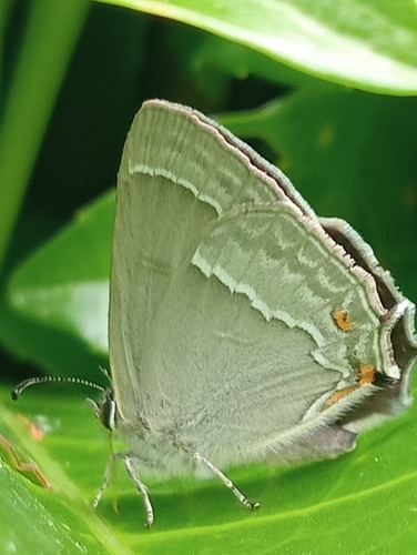 Purple hairstreak