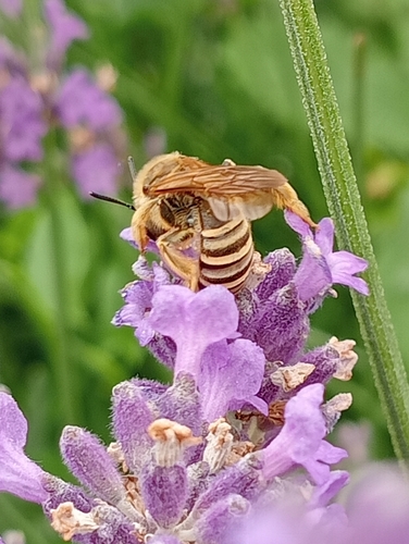 Great Banded Furrow Bee