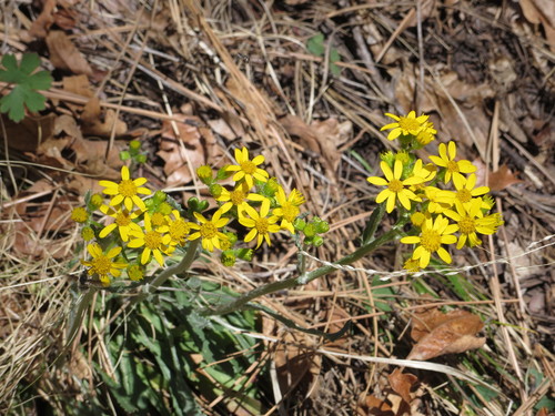 Packera neomexicana var. mutabilis