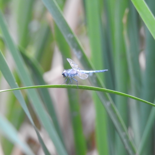 Little Blue Marsh Hawk