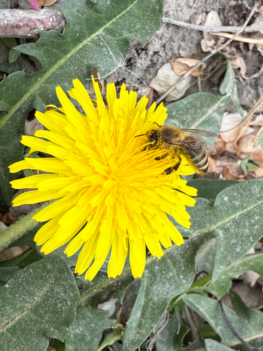 Western Honey Bee