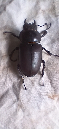 European Stag Beetle