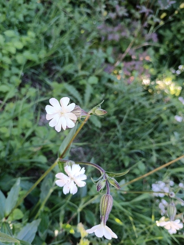 white campion