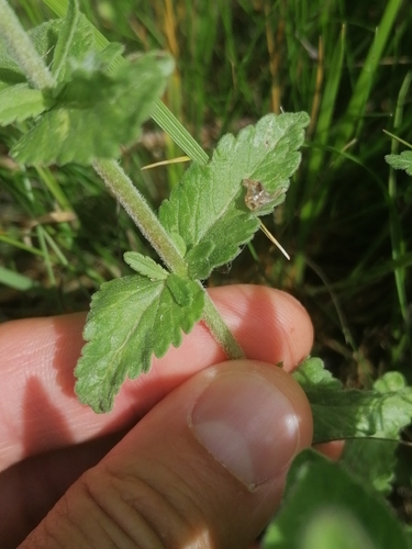 Broadleaf Speedwell