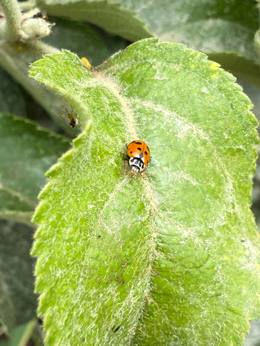 Variegated Lady Beetle