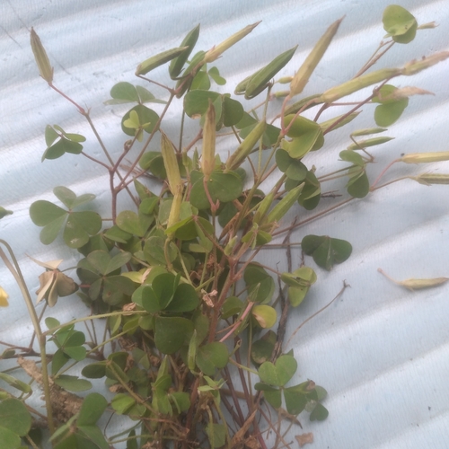Creeping Woodsorrel